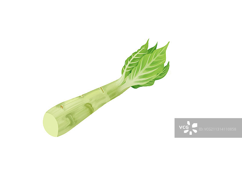小清新写实卡通一根新鲜的莴苣插画图片素材
