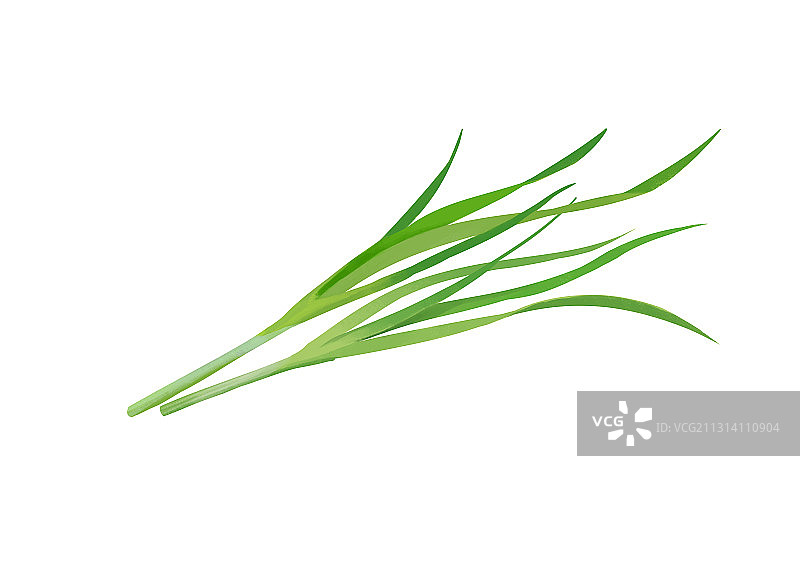 小清新写实卡通两根新鲜的韭菜插画图片素材