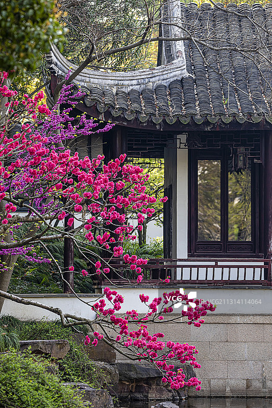 江苏苏州太仓南园，苏州园林，春暖花开图片素材