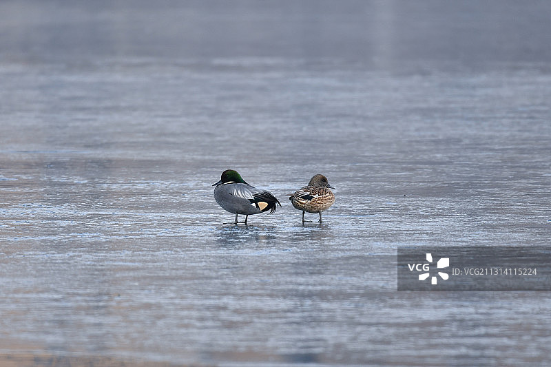 一对背靠背站立在冰面上的罗纹鸭原图图片素材