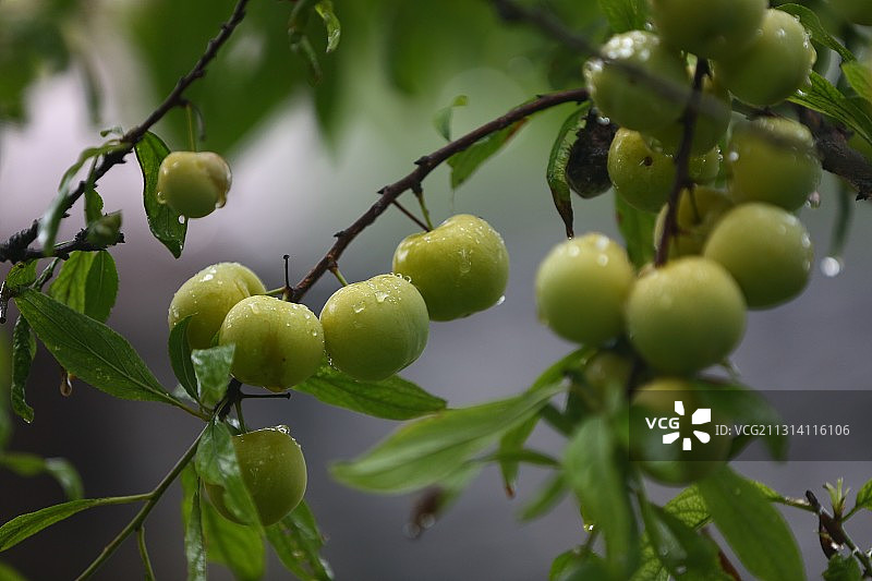雨后李子成熟苍翠欲滴青色可口雨滴图片素材