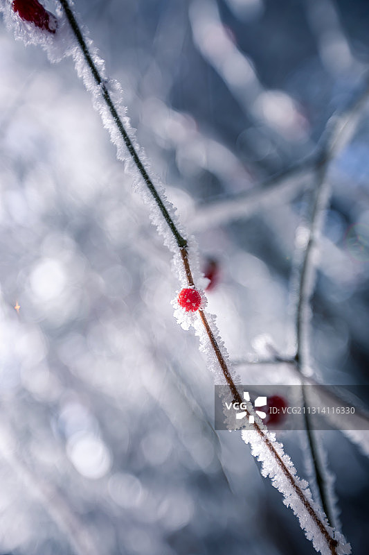 雪中一点红图片素材