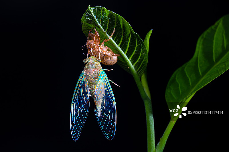 夜晚知了蜕壳图片素材