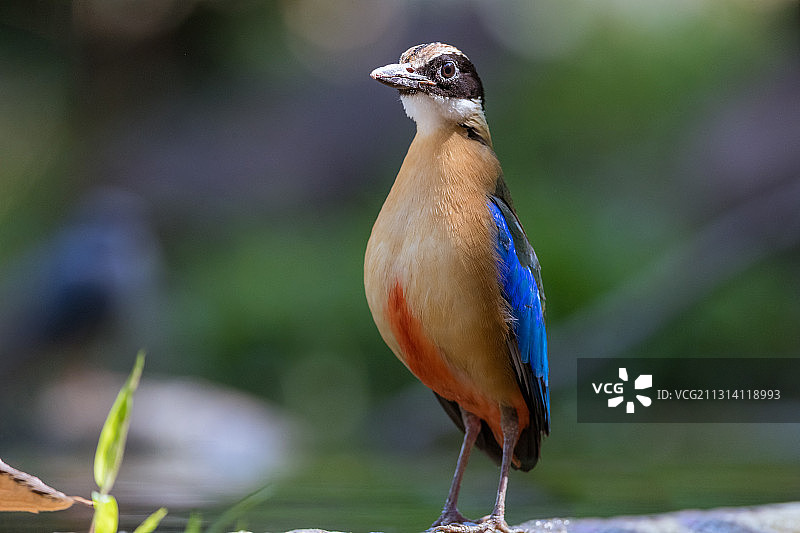 蓝翅八色鸫图片素材