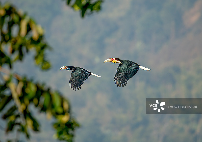 一对花冠皱盔犀鸟从山谷中飞过图片素材