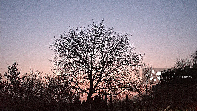 清晨亮丽的树影图片素材