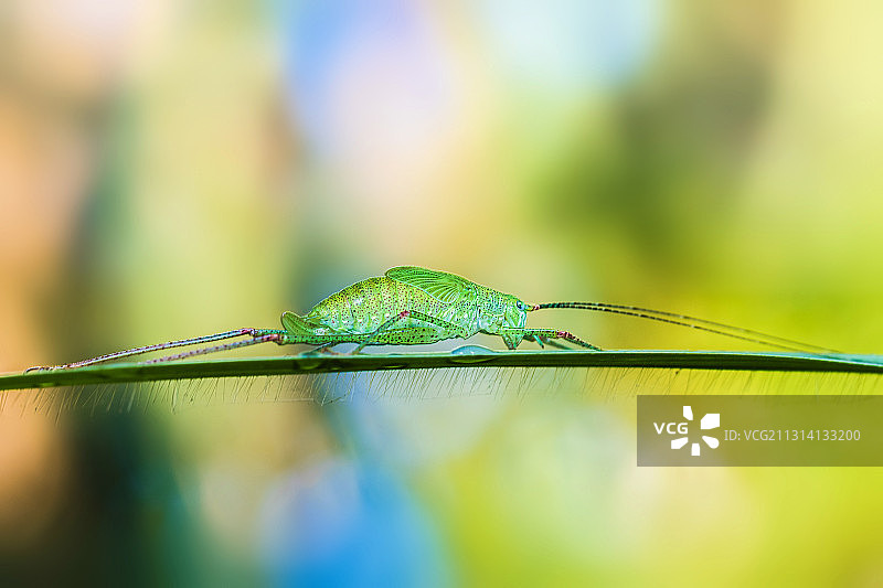 螽斯图片素材