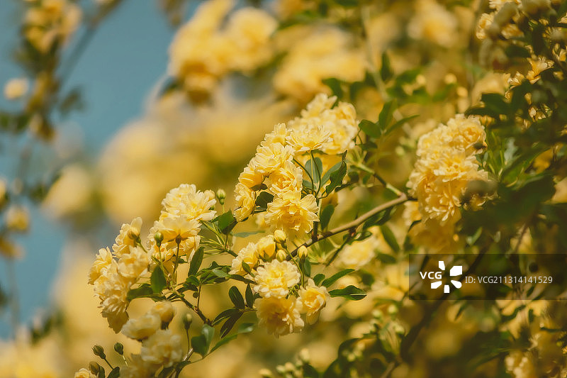 黄木香花海图片素材