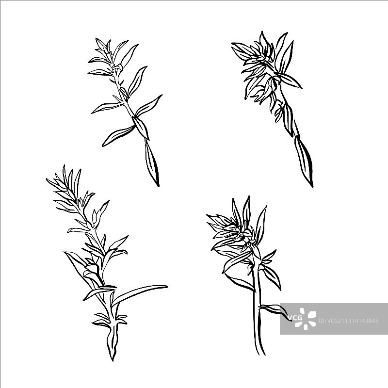 白色背景下的香薄荷枝图片素材