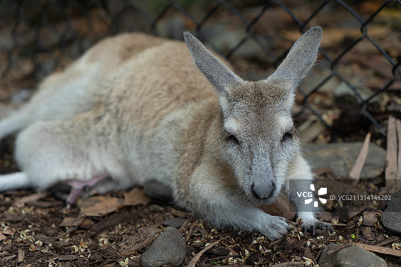 正在休息的袋鼠妈妈图片素材