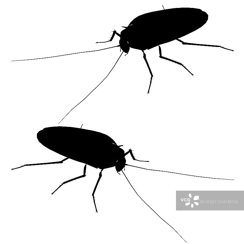 蟑螂轮廓2.5D视图图片素材