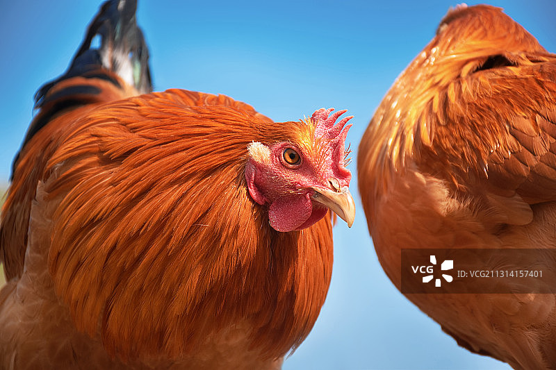 两只公鸡打架场景图片素材