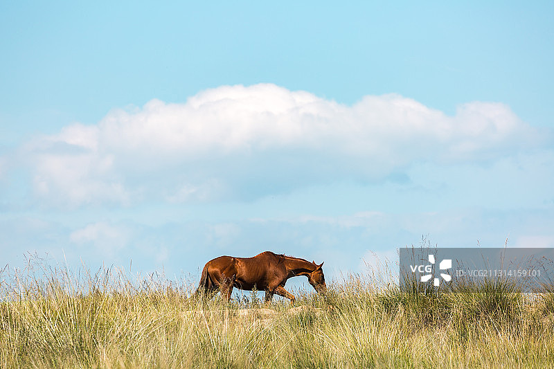 草原上的骏马图片素材