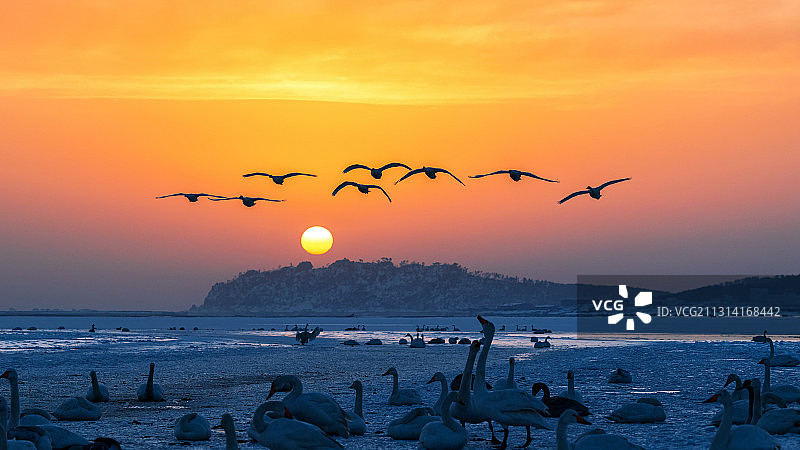 旭日下的天鹅图片素材