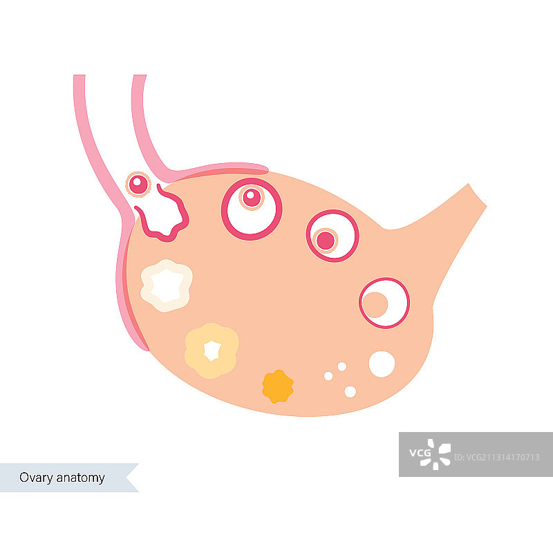 人类生育概念图片素材