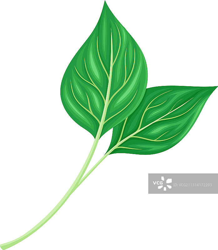 带茎和叶脉的绿叶和树叶图片素材