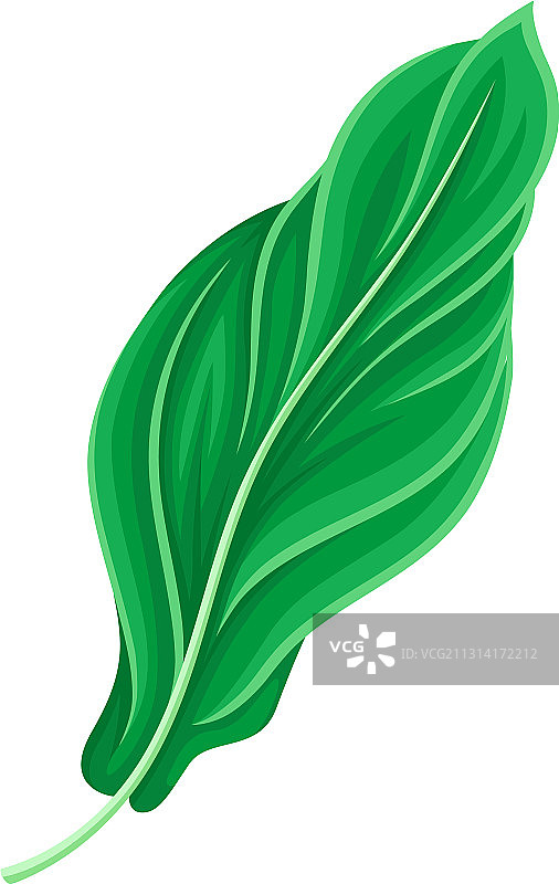 带茎和叶脉的绿叶和树叶图片素材