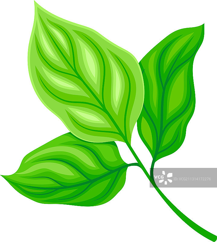 带茎和叶脉的绿叶和树叶图片素材