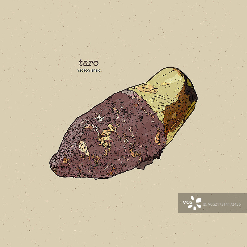 芋头手绘草图图片素材