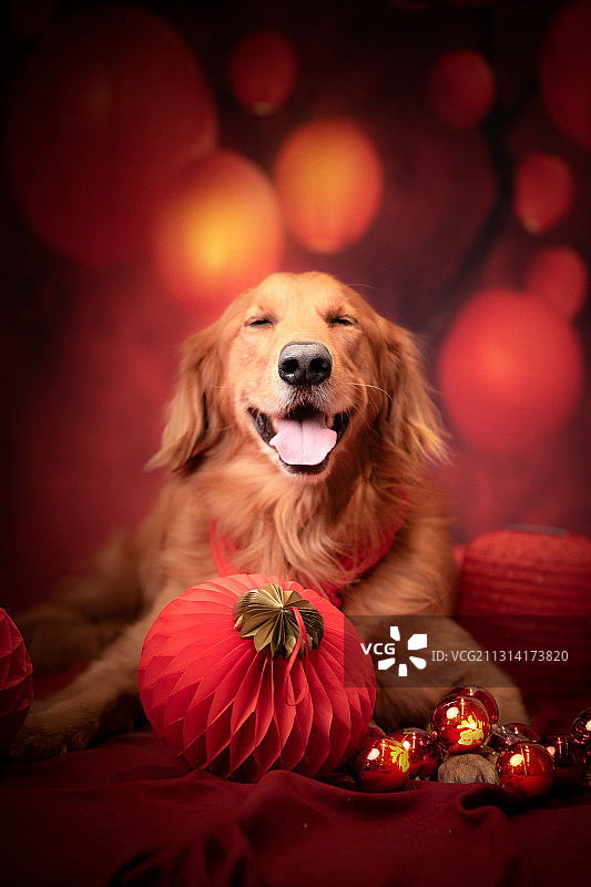 金毛寻回犬图片素材