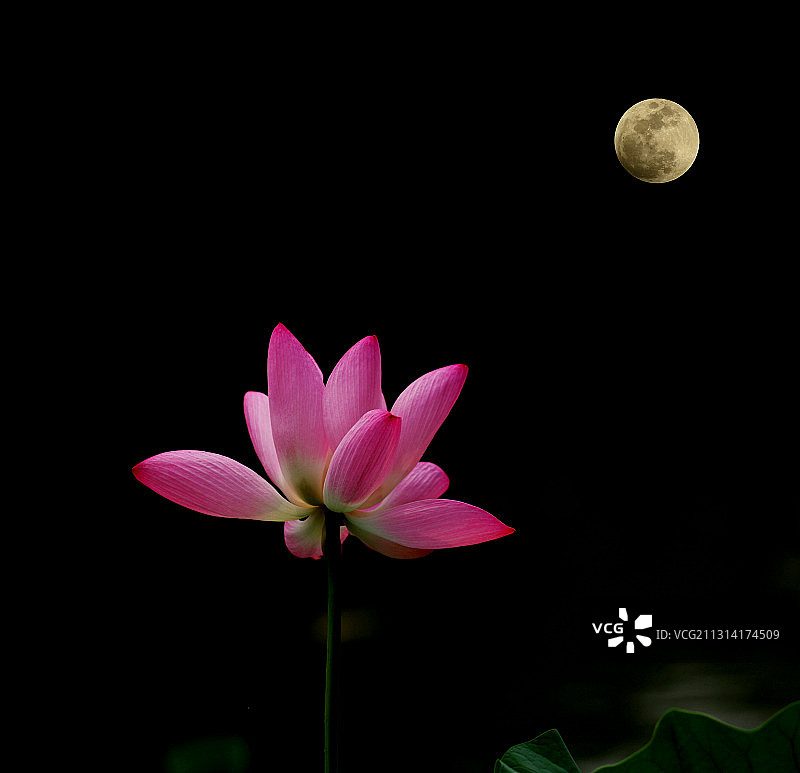 花好月圆图片素材