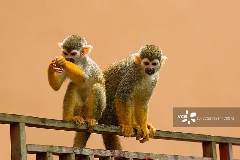 松鼠猴图片素材