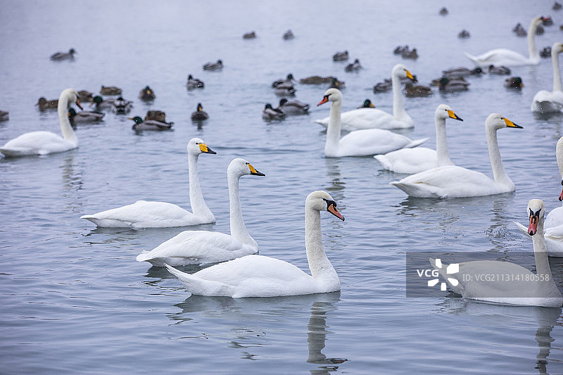 天鹅湖冬雪天鹅美景图片素材