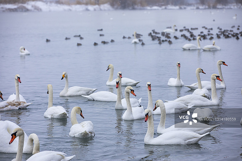 天鹅湖冬雪天鹅美景图片素材
