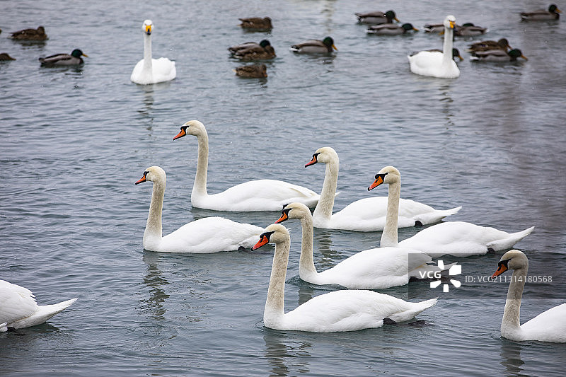 天鹅湖冬雪天鹅美景图片素材