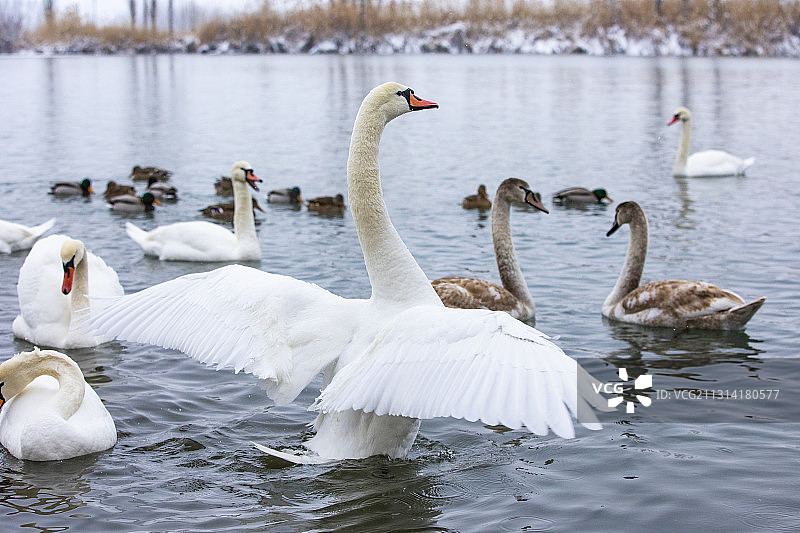 天鹅湖冬雪天鹅美景图片素材