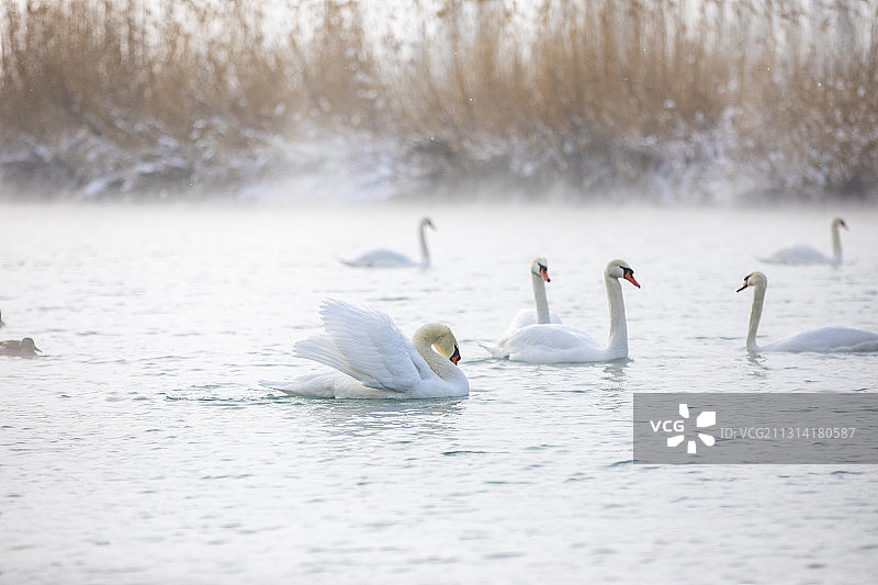 天鹅湖冬雪天鹅美景图片素材