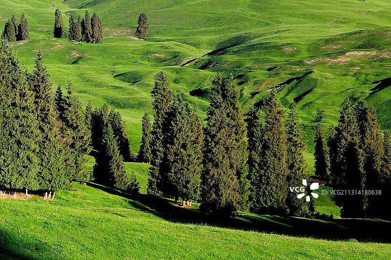 天山牧场夏季风光图片素材