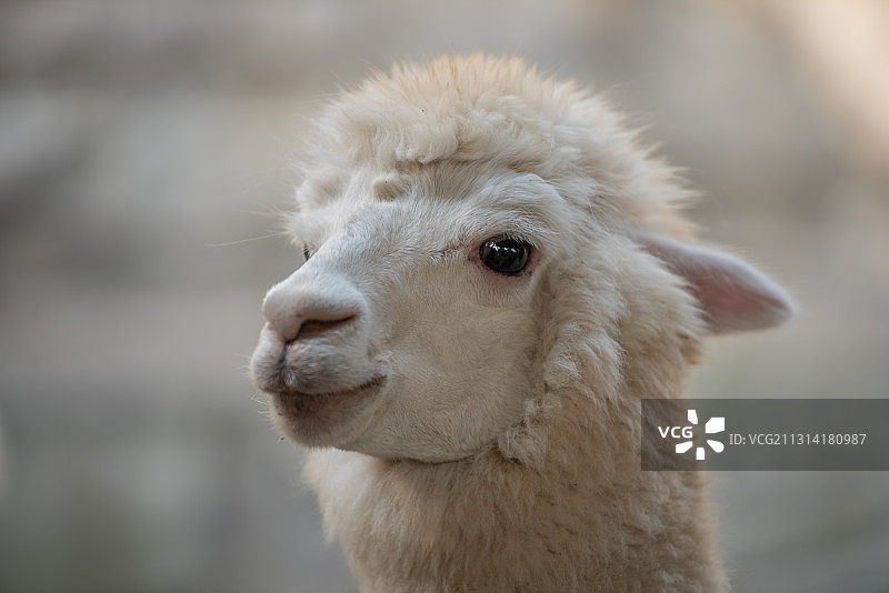 呆萌羊驼图片素材