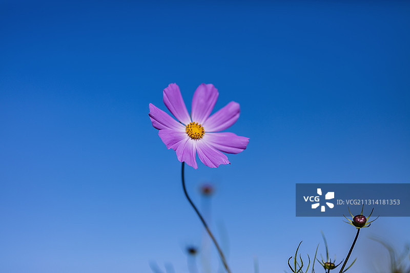 蓝天下的格桑花。图片素材