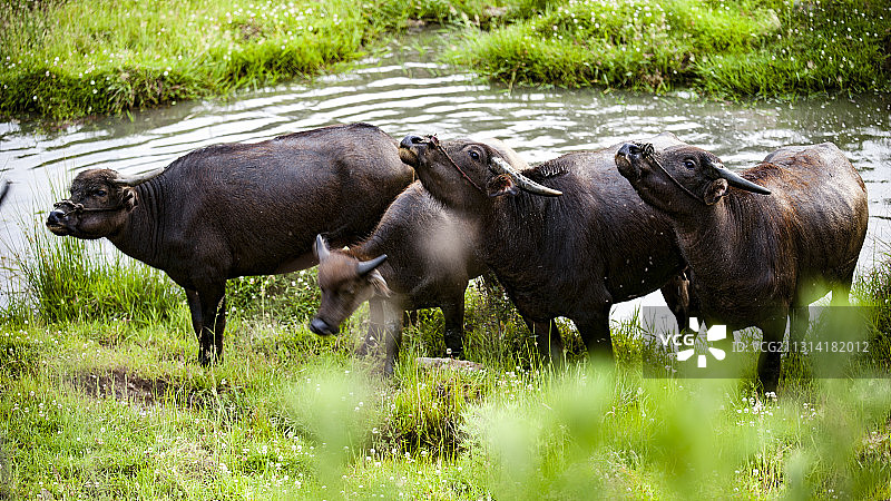 无畏牛犊图片素材