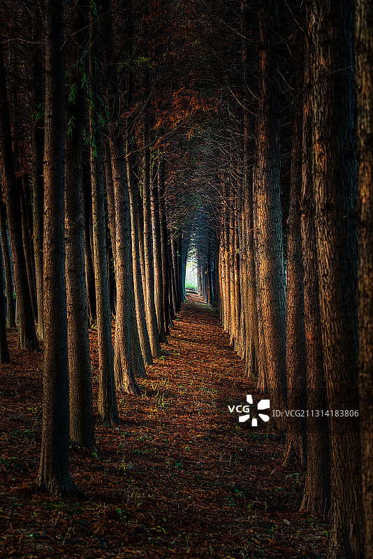 红杉林丛图片素材