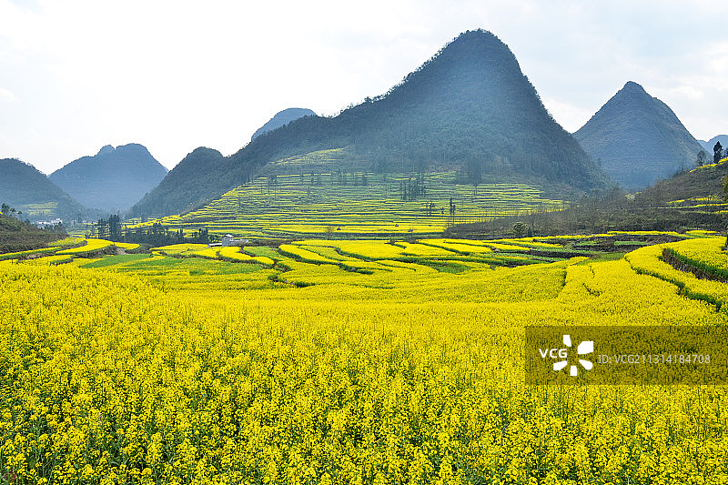 云南罗平去往多依河路边的油菜花图片素材