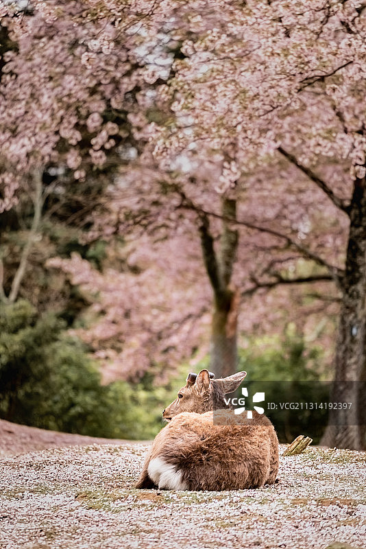 奈良的鹿图片素材