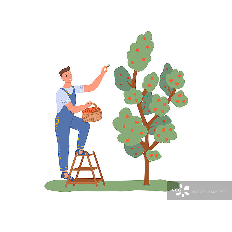 男人从树上采摘苹果图片素材