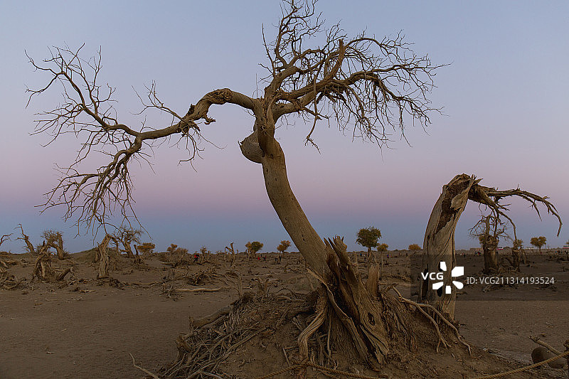 内蒙古额济纳旗胡杨林怪树林图片素材
