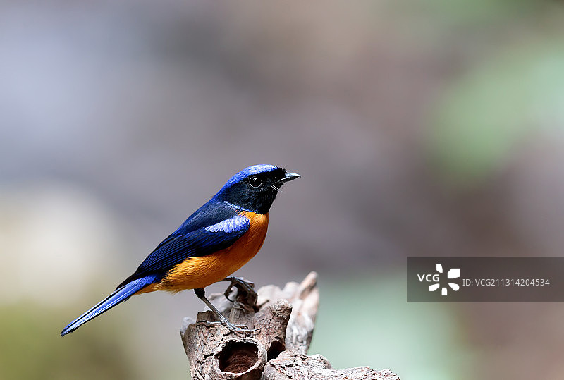 棕腹仙鹟图片素材