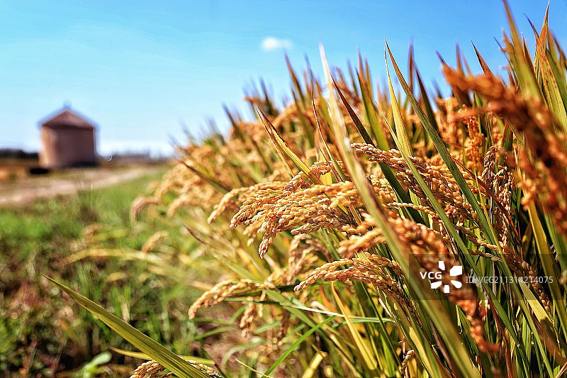 丰收的水稻，仪征新集方营晚稻图片素材