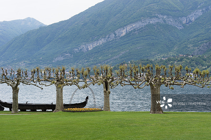 意大利贝拉焦奇异的树木图片素材