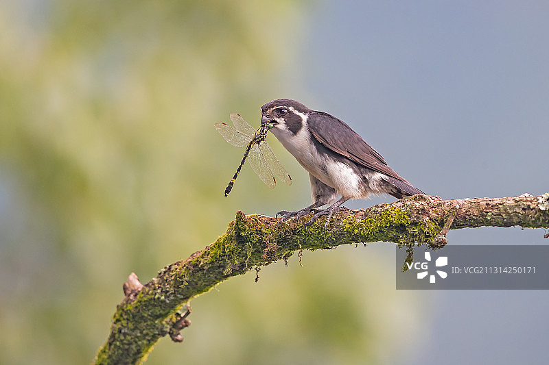 江西省婺源县晓起进去小隼图片素材