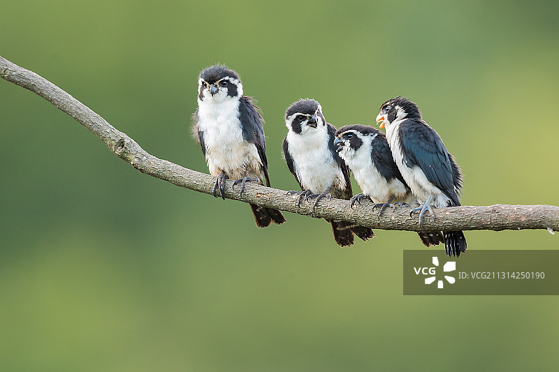 江西省婺源县晓起进去小隼图片素材