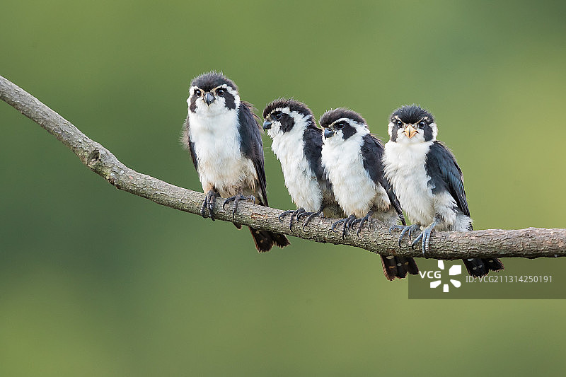 江西省婺源县晓起进去小隼图片素材