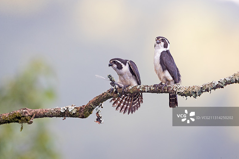 江西省婺源县晓起进去小隼图片素材