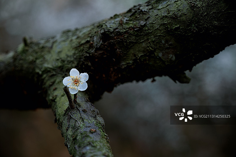 独花绽放图片素材