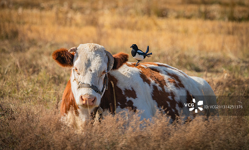 一头牛身上落了一只喜鹊图片素材