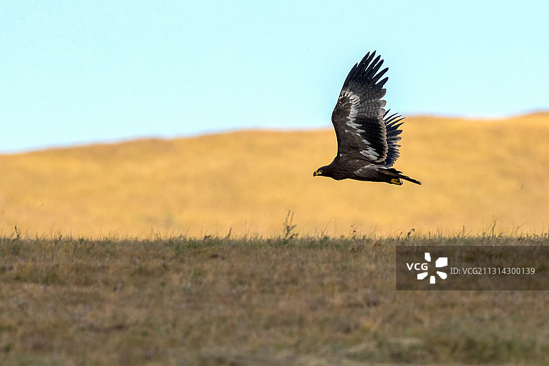 草原雕----展翅过山岗图片素材